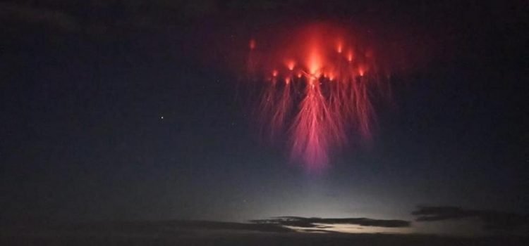 ¿Conoces el Sprite, Medusas rojas o espectro rojo? ¿Conoces el Sprite, Medusas rojas o espectro rojo?
