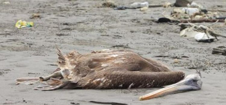 Misteriosas muertes de pelicanos en California deja muchas incógnitas.