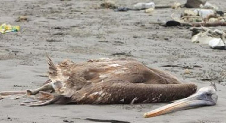 Misteriosas muertes de pelicanos en California deja muchas incógnitas.