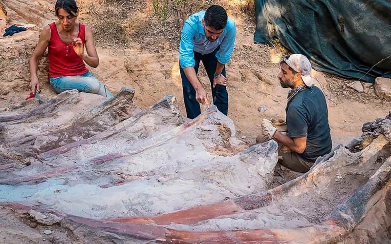 Hallan en Portugal un enorme dinosaurio saurópodo del periodo Jurásico