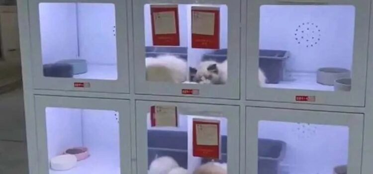 ¿Comprarías una mascota en una máquina expendedora?