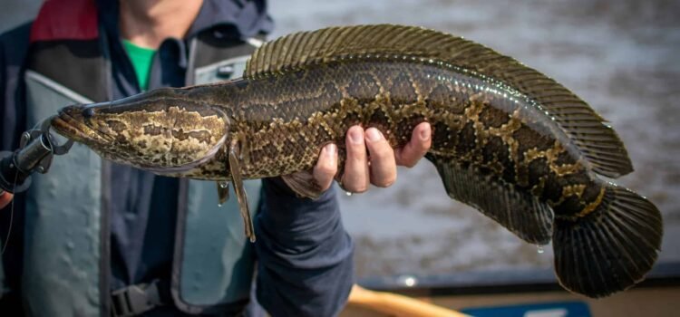 Alarma en Estados Unidos por peces que caminan y respiran fuera del agua