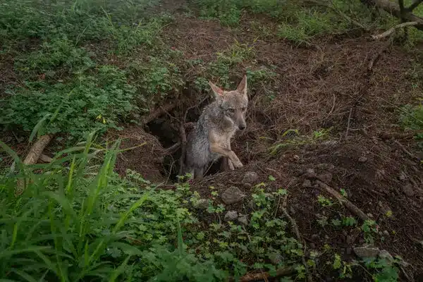 Los coyotes recuperan espacios en San Francisco mientras los residentes reflexionan sobre cómo coexistir