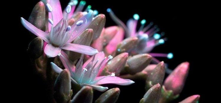 Plantas de Avatar: científicos crean suculentas que brillan en la oscuridad