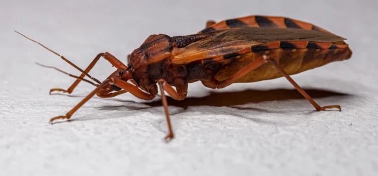 Enfermedad de Chagas genera preocupación en el Área de la Bahía