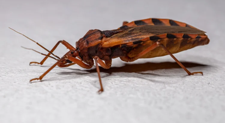 Enfermedad de Chagas genera preocupación en el Área de la Bahía