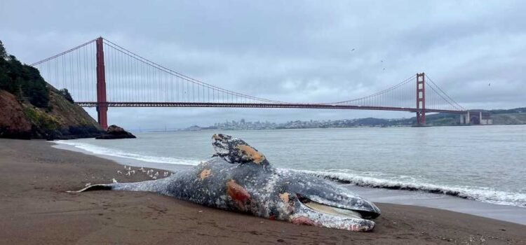 24 ballenas encontradas muertas en el área de la Bahía de San Francisco este año