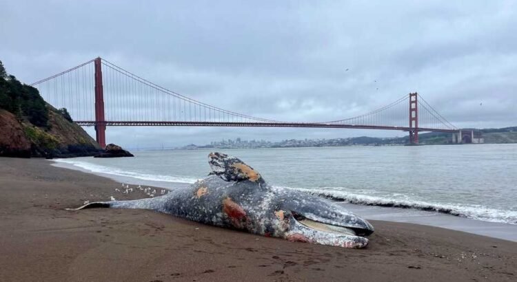 24 ballenas encontradas muertas en el área de la Bahía de San Francisco este año